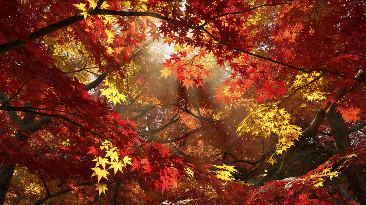 見上げる紅葉の天蓋、下から見た赤い楓の木立