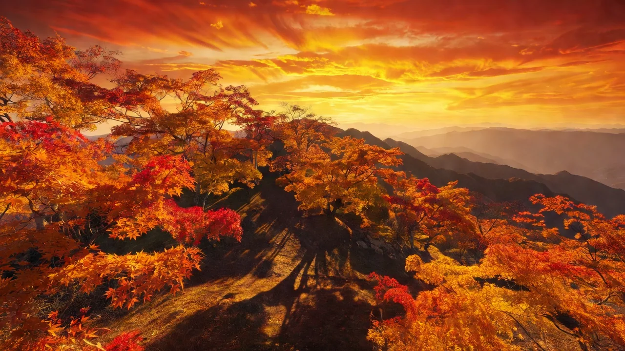 夕日に染まる紅葉の尾根